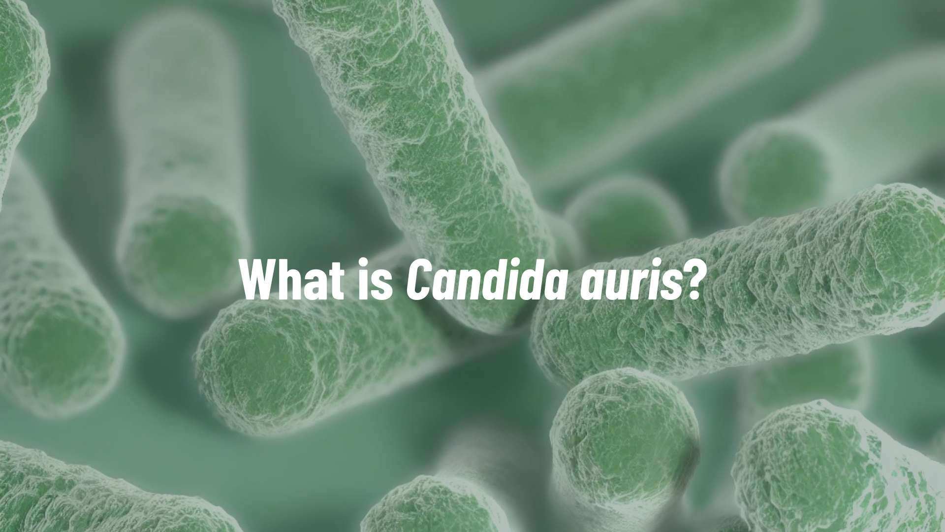 What is Candida Auris - Image of the fungus in microscope with an overlay that reads: What is Candida Auris