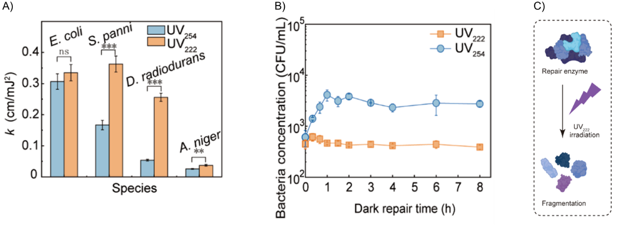 Charts comparing bacterial inactivation and post-exposure dark repair after 222 nm and 254 nm UV