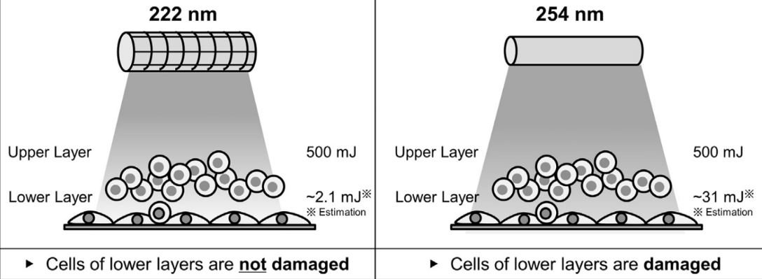 Illustration of 222 nm absorbed in an upper cell layer while 254 nm reaches and damages the lower layer