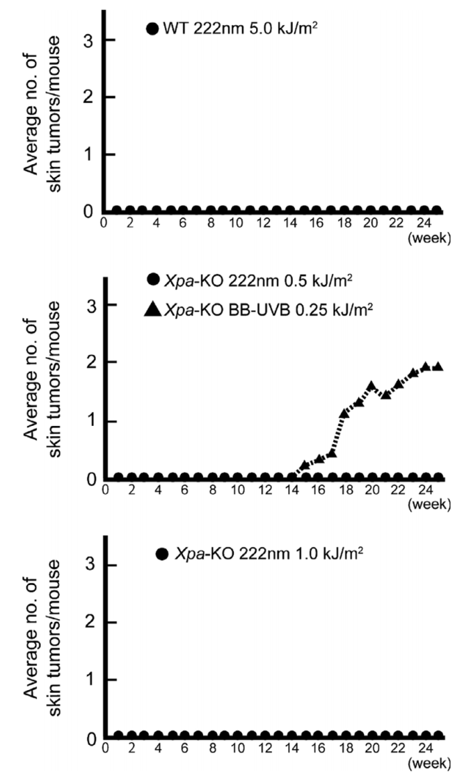 Charts of skin tumours per mouse over 25 weeks showing no tumours after 222 nm and tumours after UVB