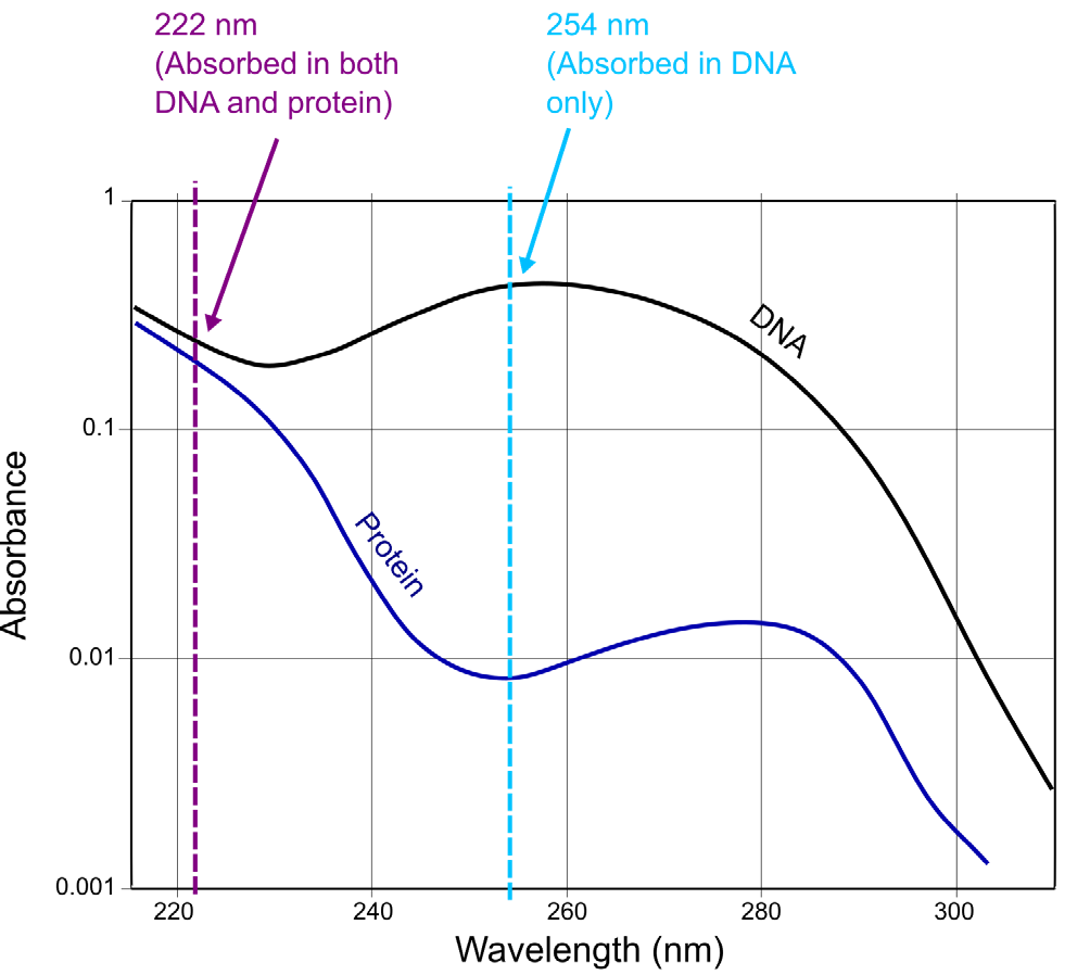 Absorbance of DNA and protein from 220 to 300 nm, showing 222 nm absorbed by both DNA and protein and 254 nm mainly by DNA