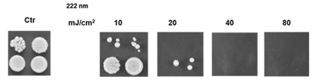 Agar plates of Candida albicans after 10 to 80 mJ/cm2 of 222 nm far-UVC showing fewer colonies at higher doses