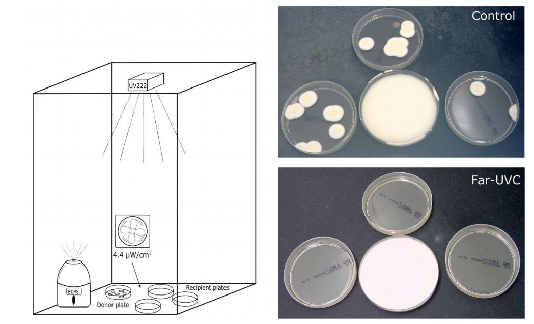 Experimental chamber with ceiling far-UVC lamp and petri dishes showing mold growth on control plates and little growth under far-UVC