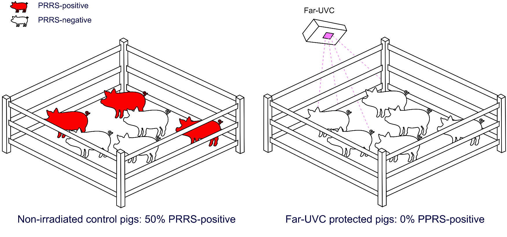 PRRS trial: 50% of control pigs infected vs 0% of far-UVC protected pigs